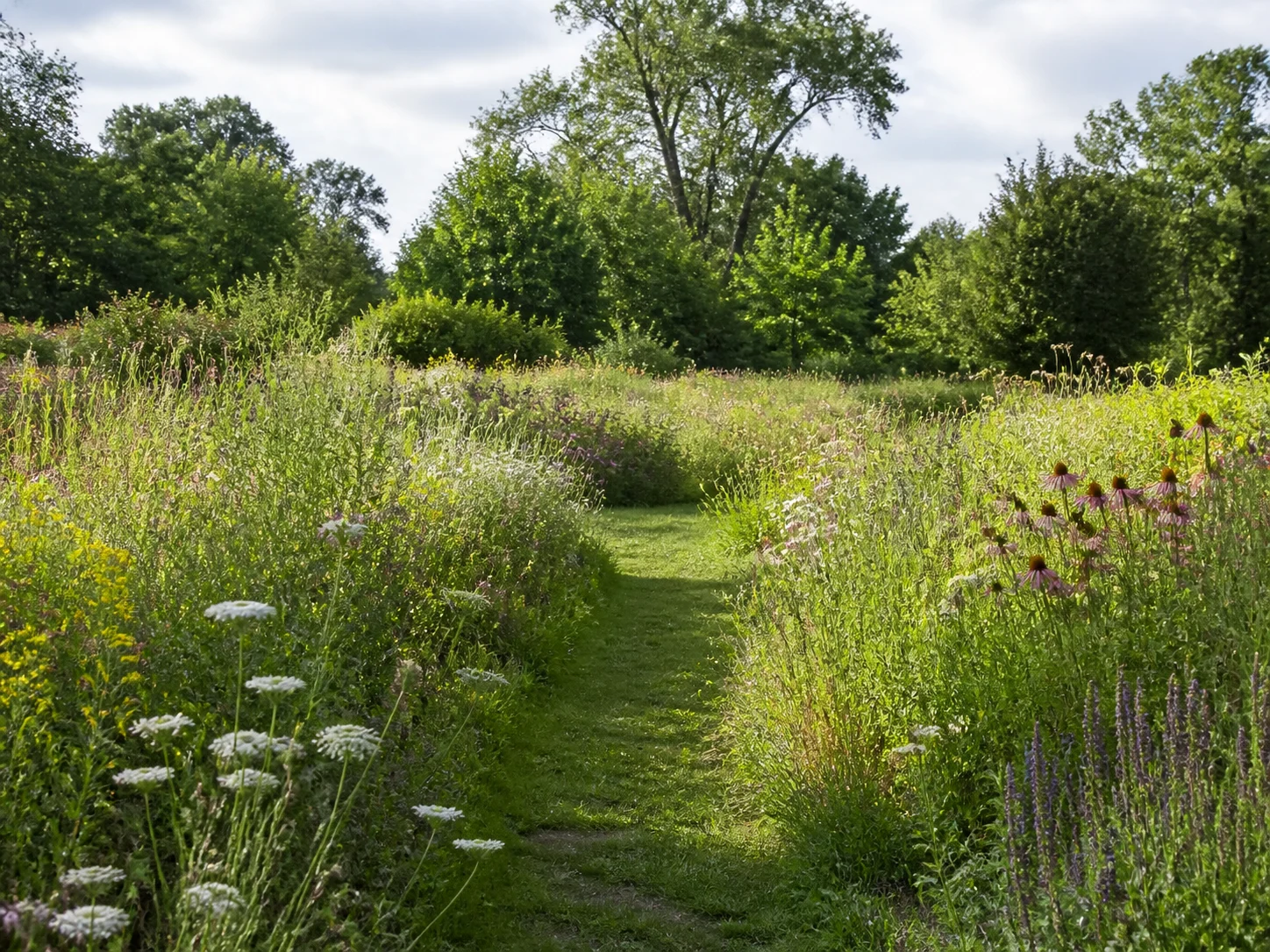 Wildflower meadow garden with soft naturalistic planting and mown path